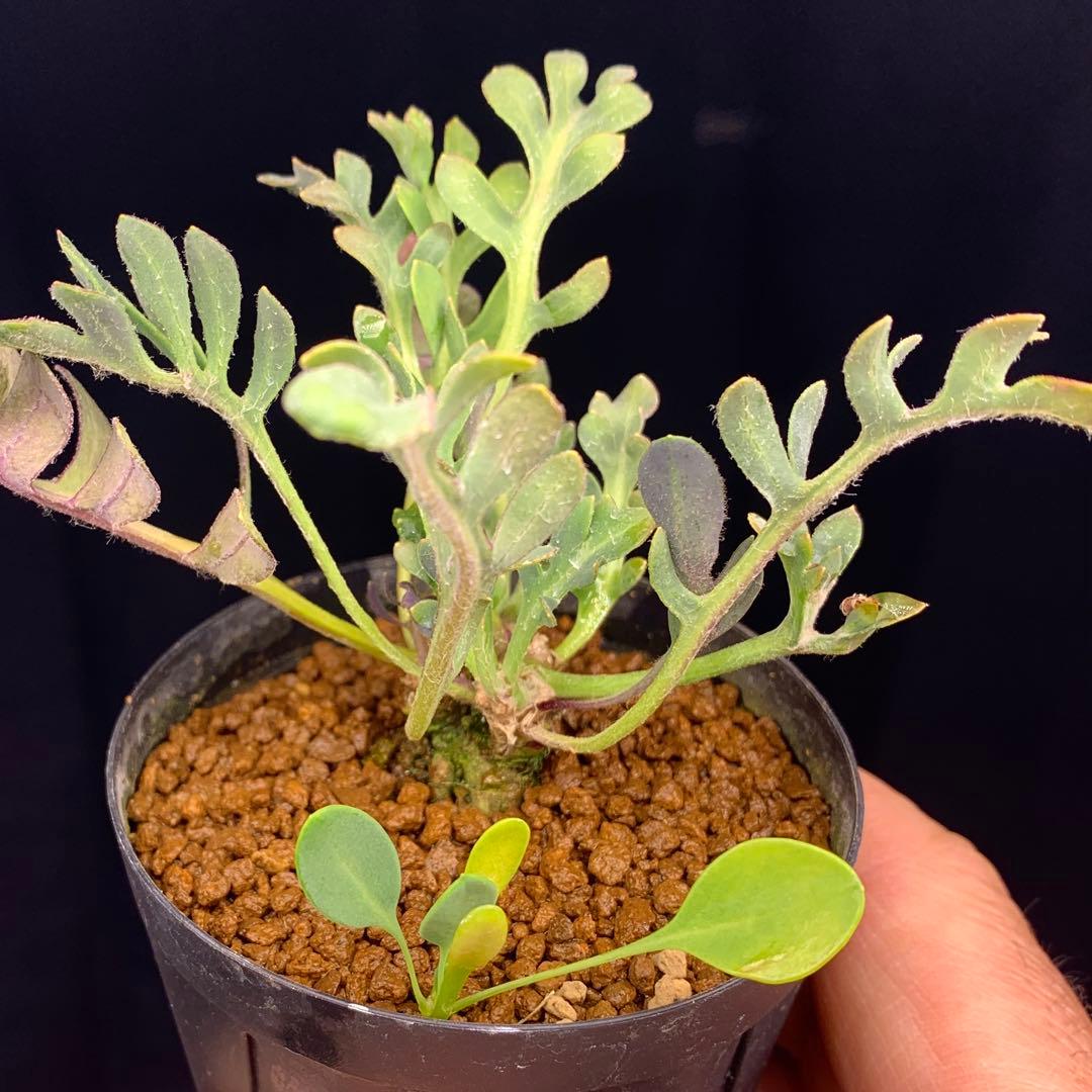 ぱちさんページ