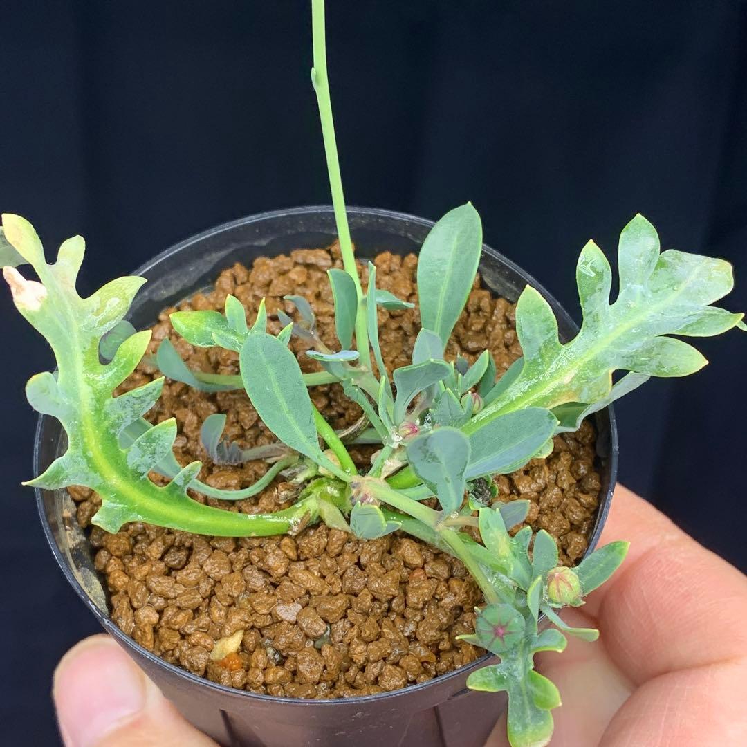 ぱちさんページ