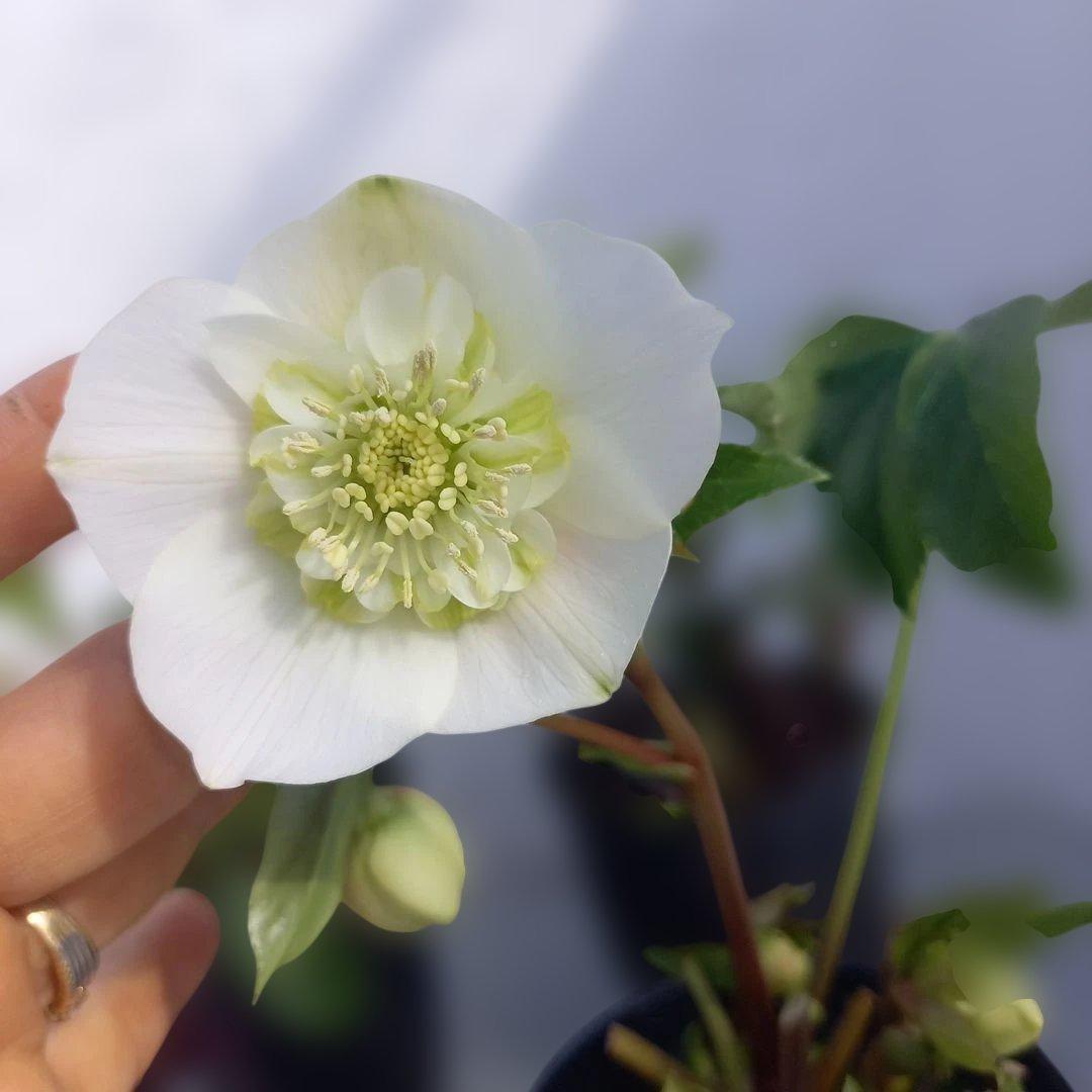 専用、お買い得！クリスマスローズ5個セット