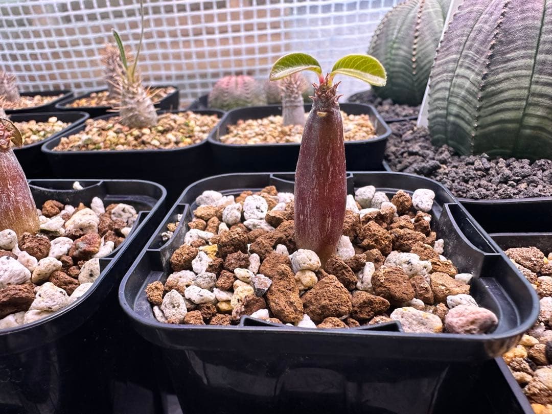 パキポディウム　ウィンゾリー　4株