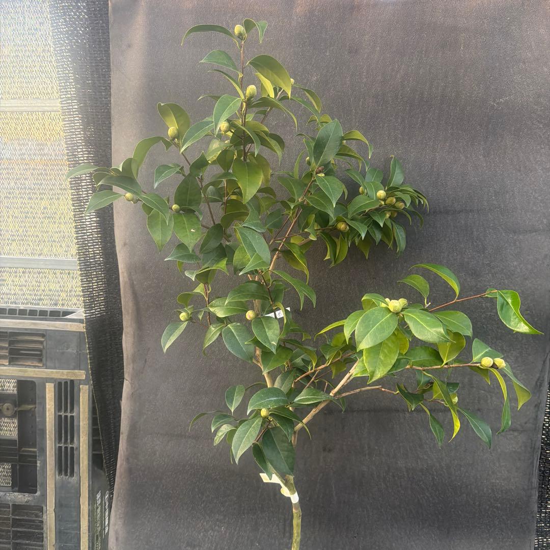 サト咲羽の誉(さわのほまれ)と炎セット苗