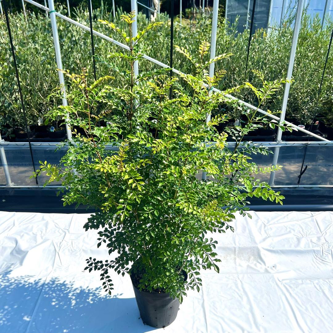 【セット割‼️高さ100㎝前後❗️】シマトネリコ 株立ち 10本立ち以上　2本セット