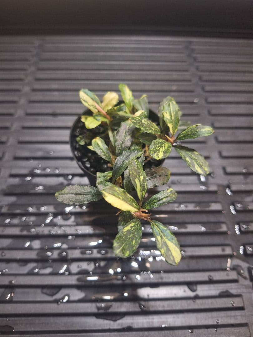 水草 Bucephalandra sp.\"Variegata\"