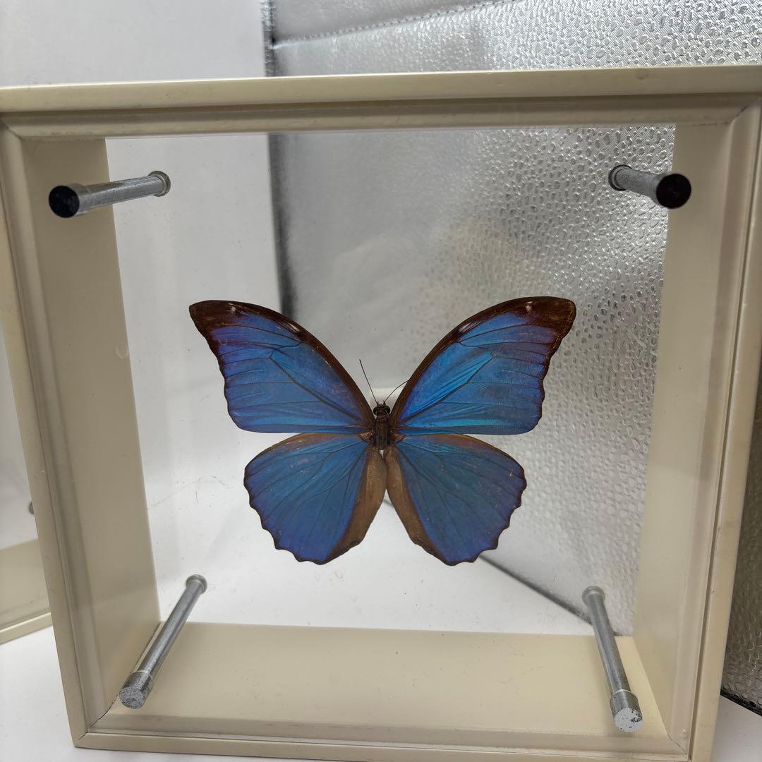 蝶の標本 3点セット