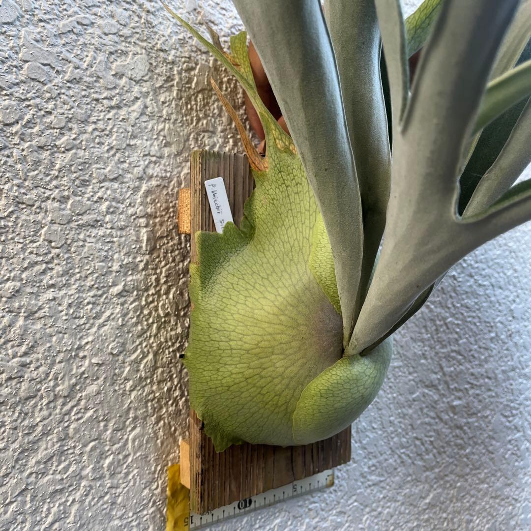 ビカクシダ ビーチーシルバー