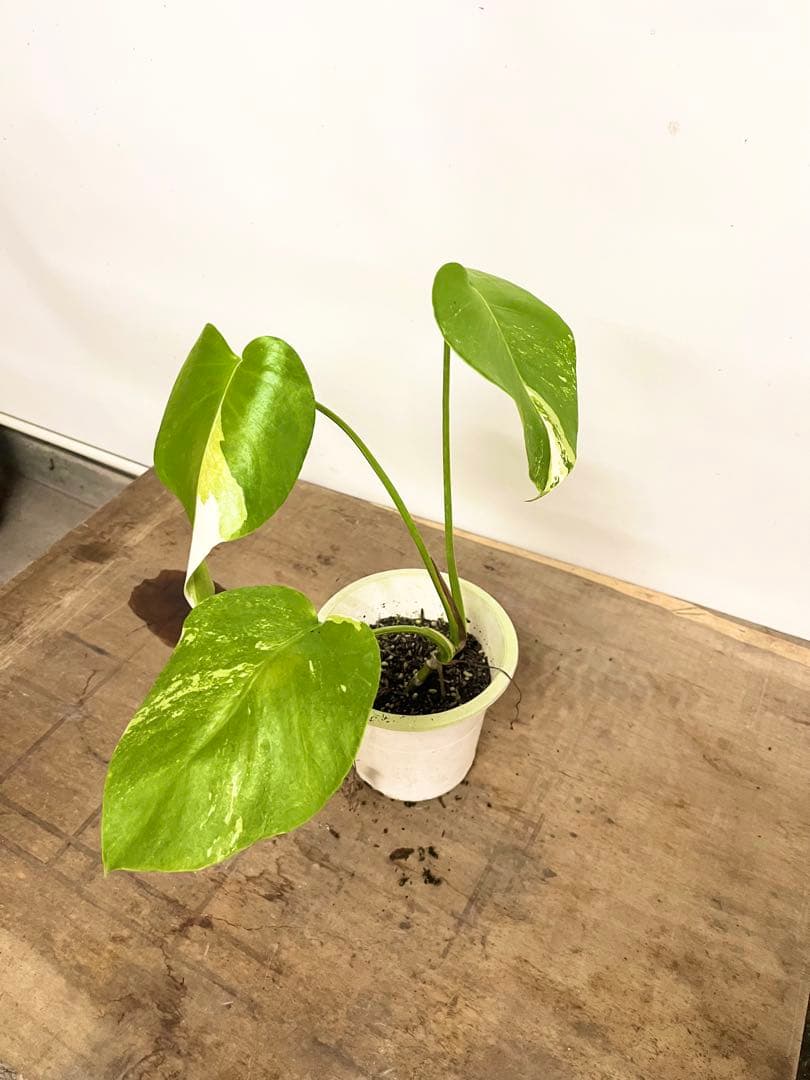 斑入り　モンステラ　デリシオーサ　艶姿　ホワイト　白