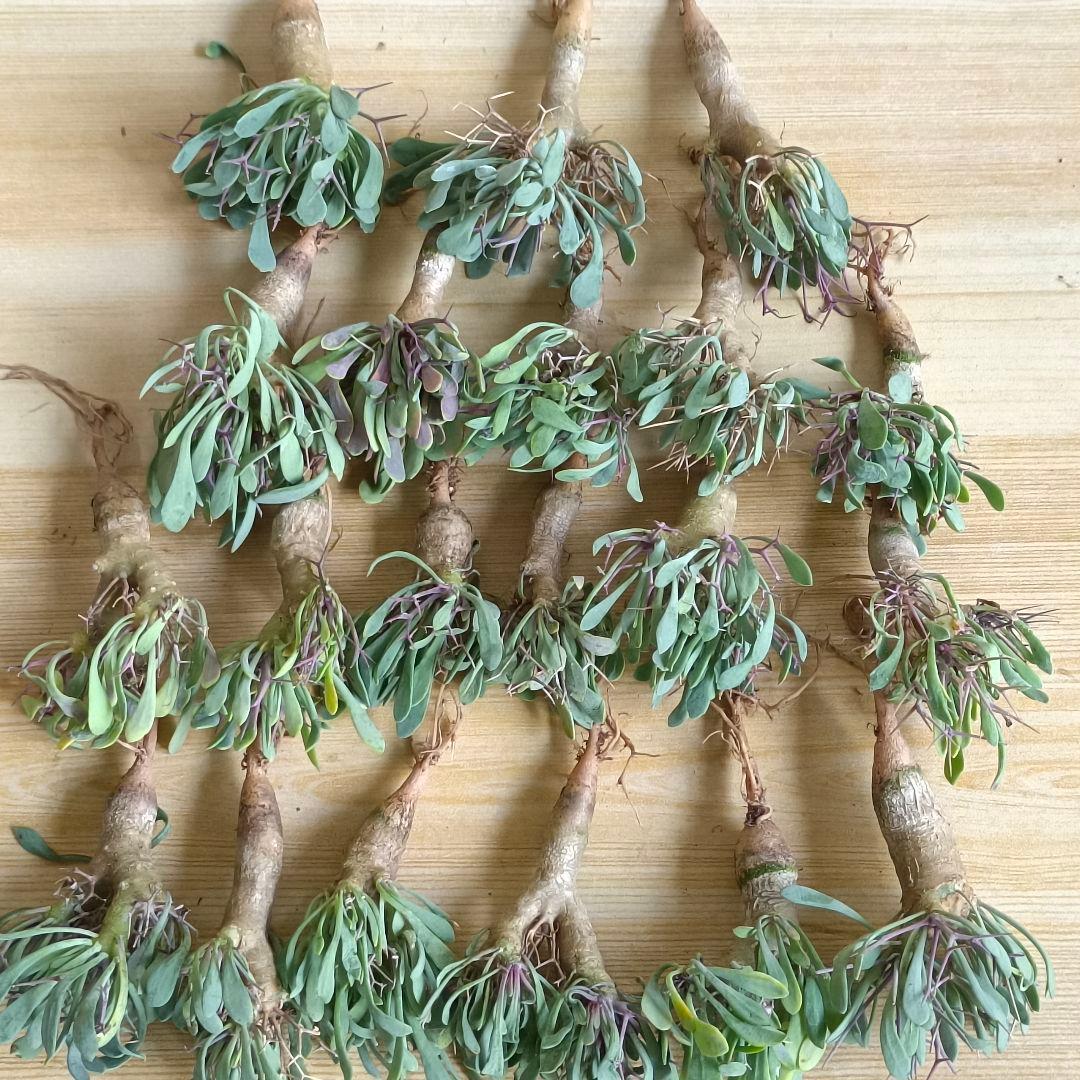 F731 黒鬼城 オトンナ ユーフォルビオイデス コーデックス 実生20株同梱