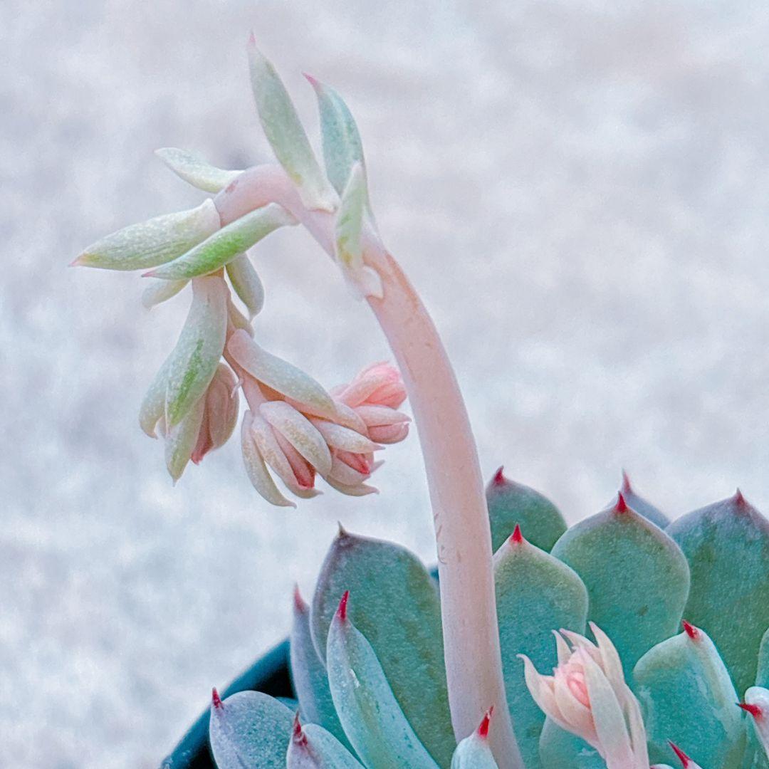 ザラゴーサSPノバ