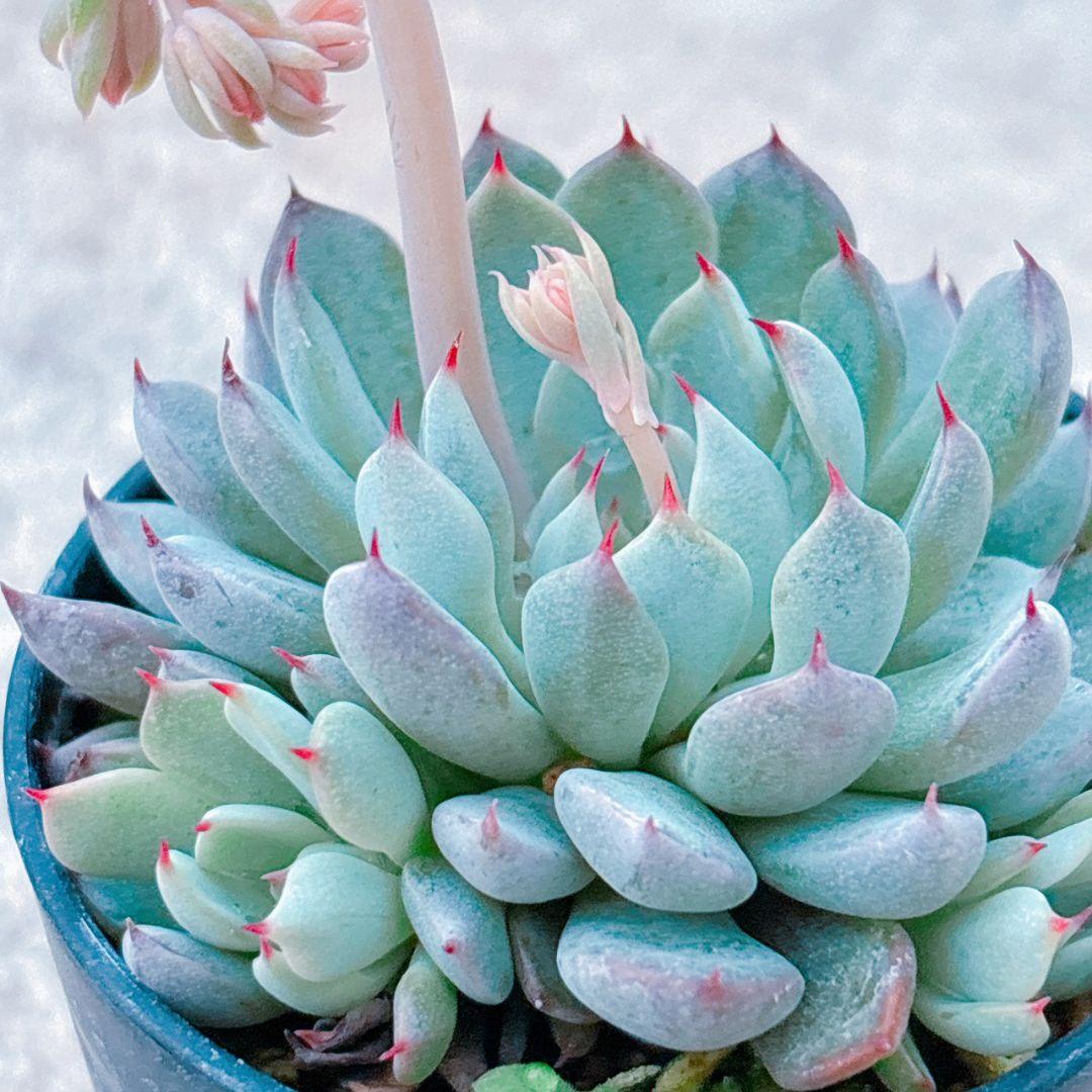 ザラゴーサSPノバ