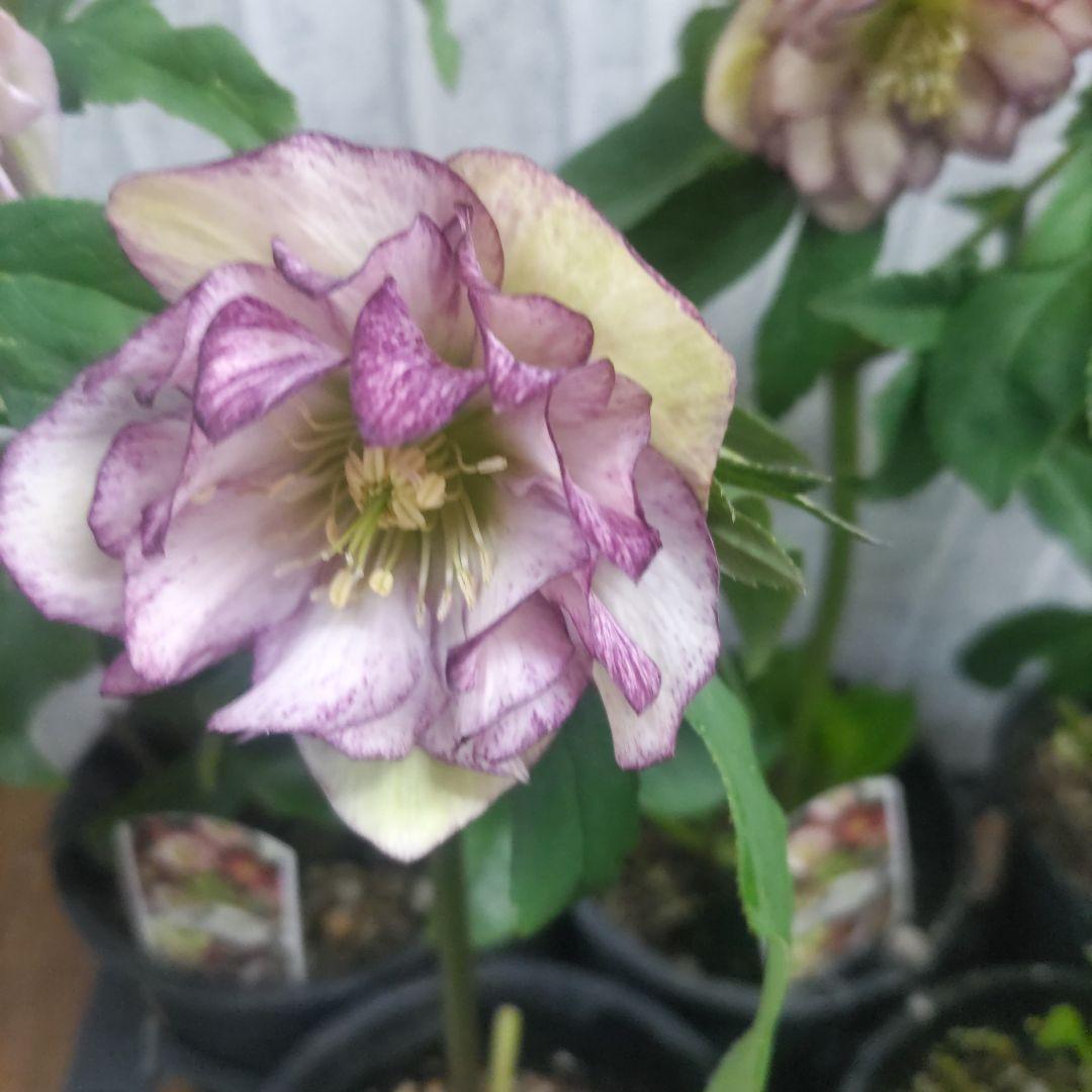 ７日入荷⭐️クリスマスローズダブル咲き⭐️８鉢セット