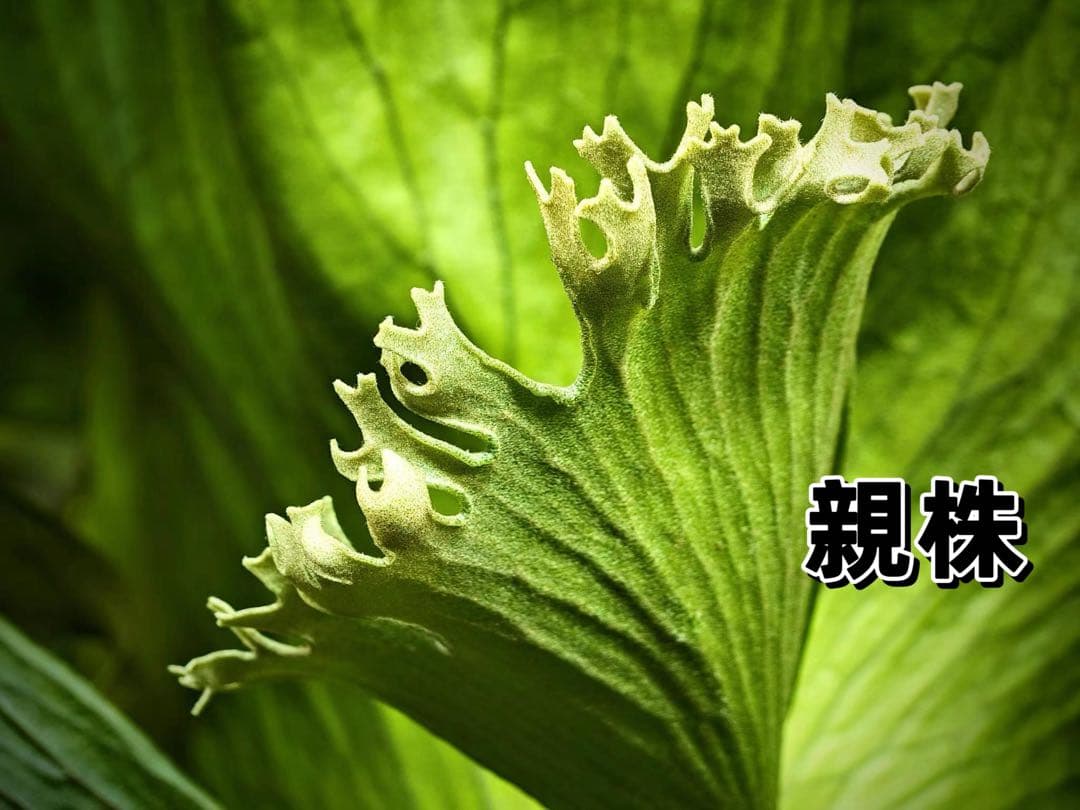 ST　ビカクシダP.Flamenco TC