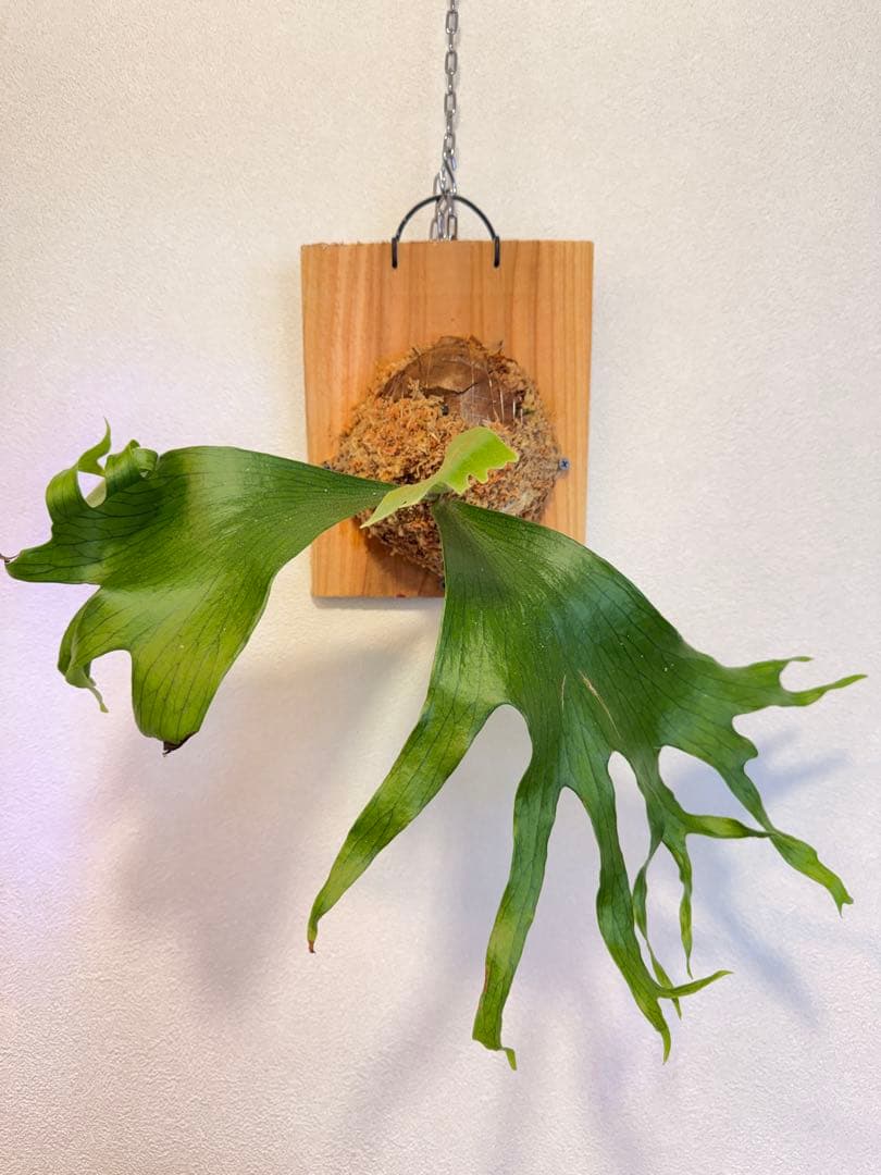 ST　ビカクシダP.Flamenco TC