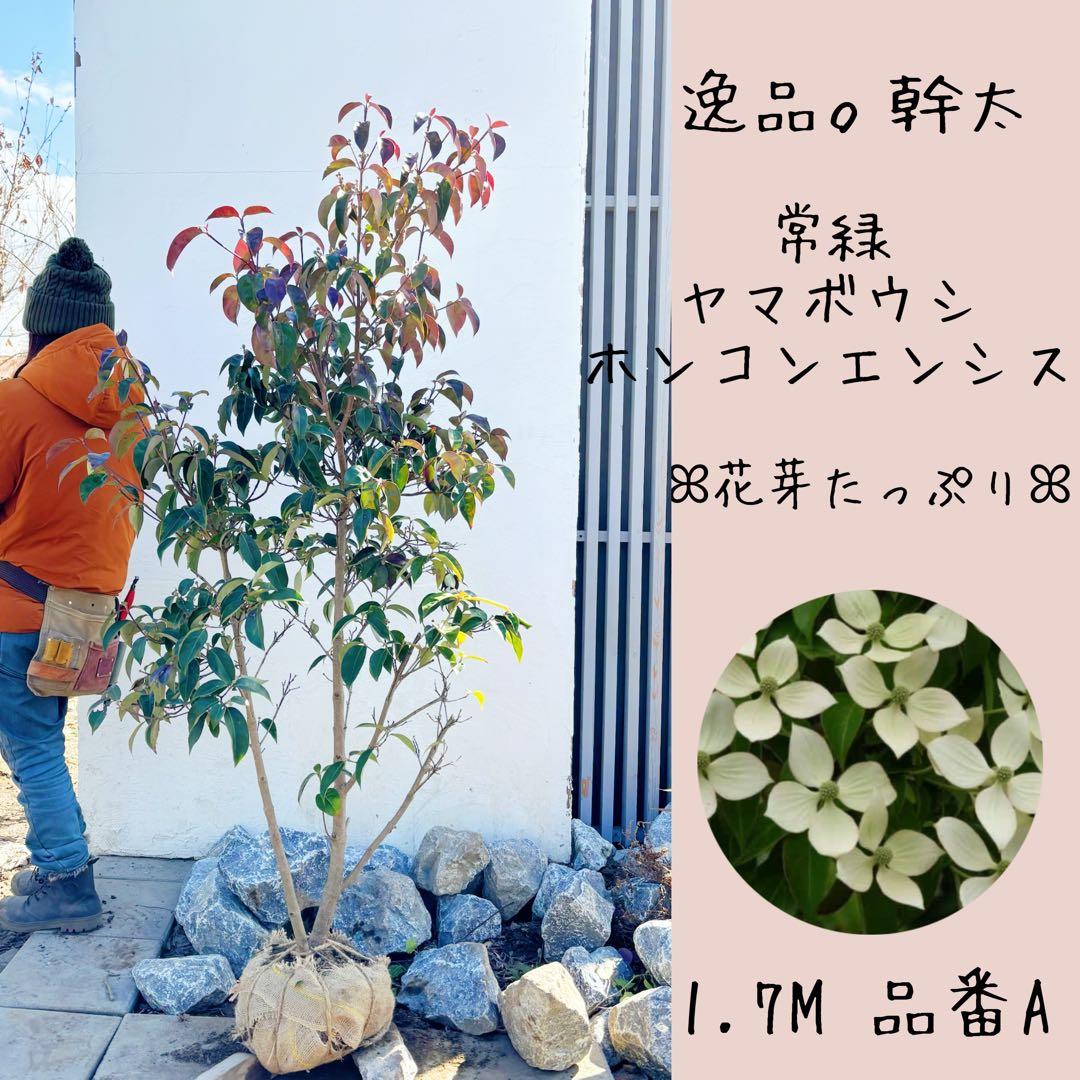 幹太。逸品常緑ヤマボウシ ホンコンエンシス1.6M(鉢底から)品番A