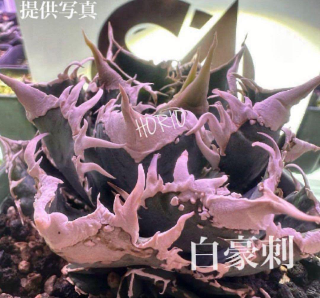 【速達】③特選　サイズ大　子株付き　アガべ　チタノタ　白豪刺　太棘