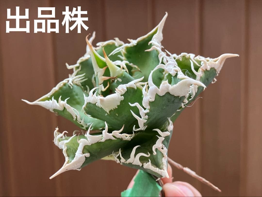 【速達】③特選　サイズ大　子株付き　アガべ　チタノタ　白豪刺　太棘
