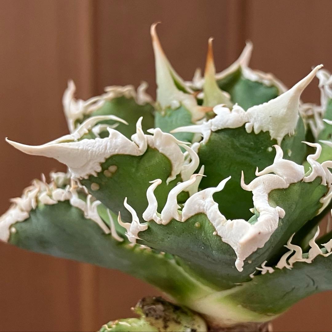 【速達】③特選　サイズ大　子株付き　アガべ　チタノタ　白豪刺　太棘