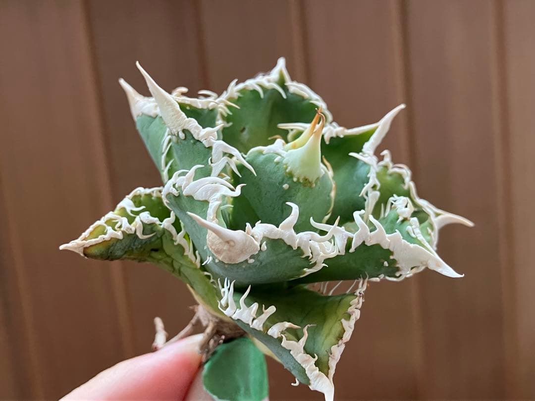 【速達】③特選　サイズ大　子株付き　アガべ　チタノタ　白豪刺　太棘