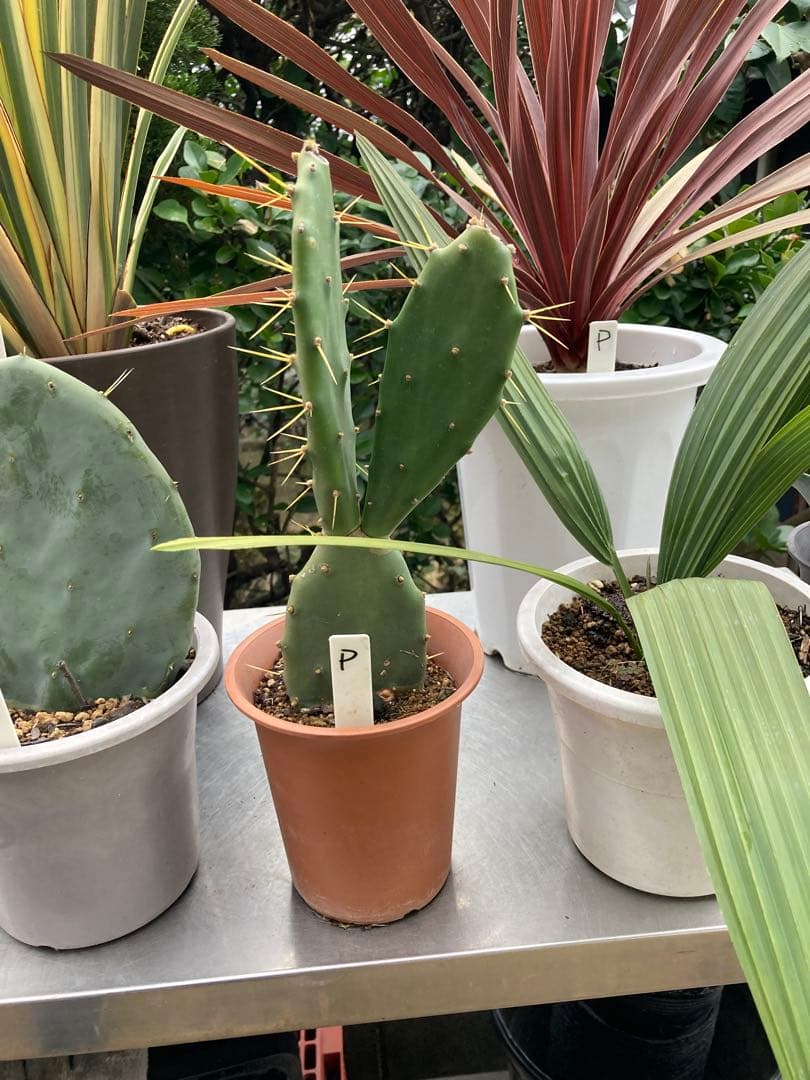 ドライガーデンＰセット鉢ごと配送致します。