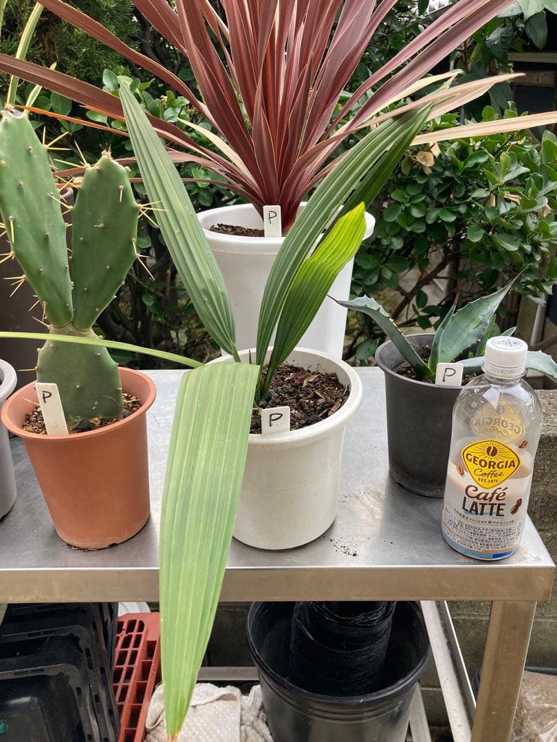 ドライガーデンＰセット鉢ごと配送致します。