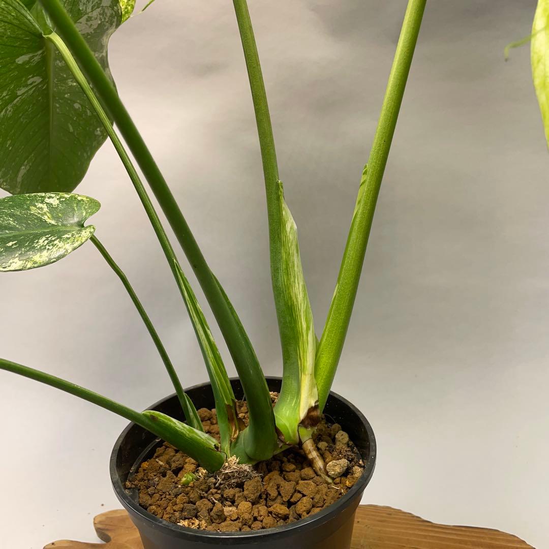 ち*か様 L030 大株　ホワイトモンスター 天津蘭 モンステラ斑入り　デリシオ