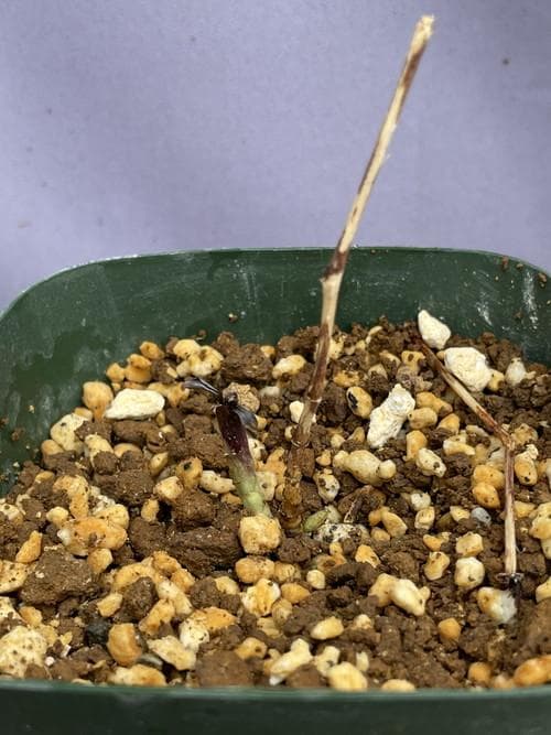 m*o様 タデスミレ　山野草