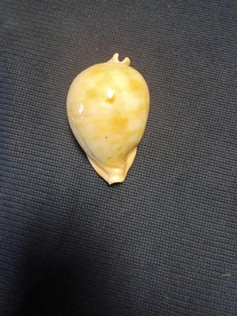 タカラガイ、貝殻