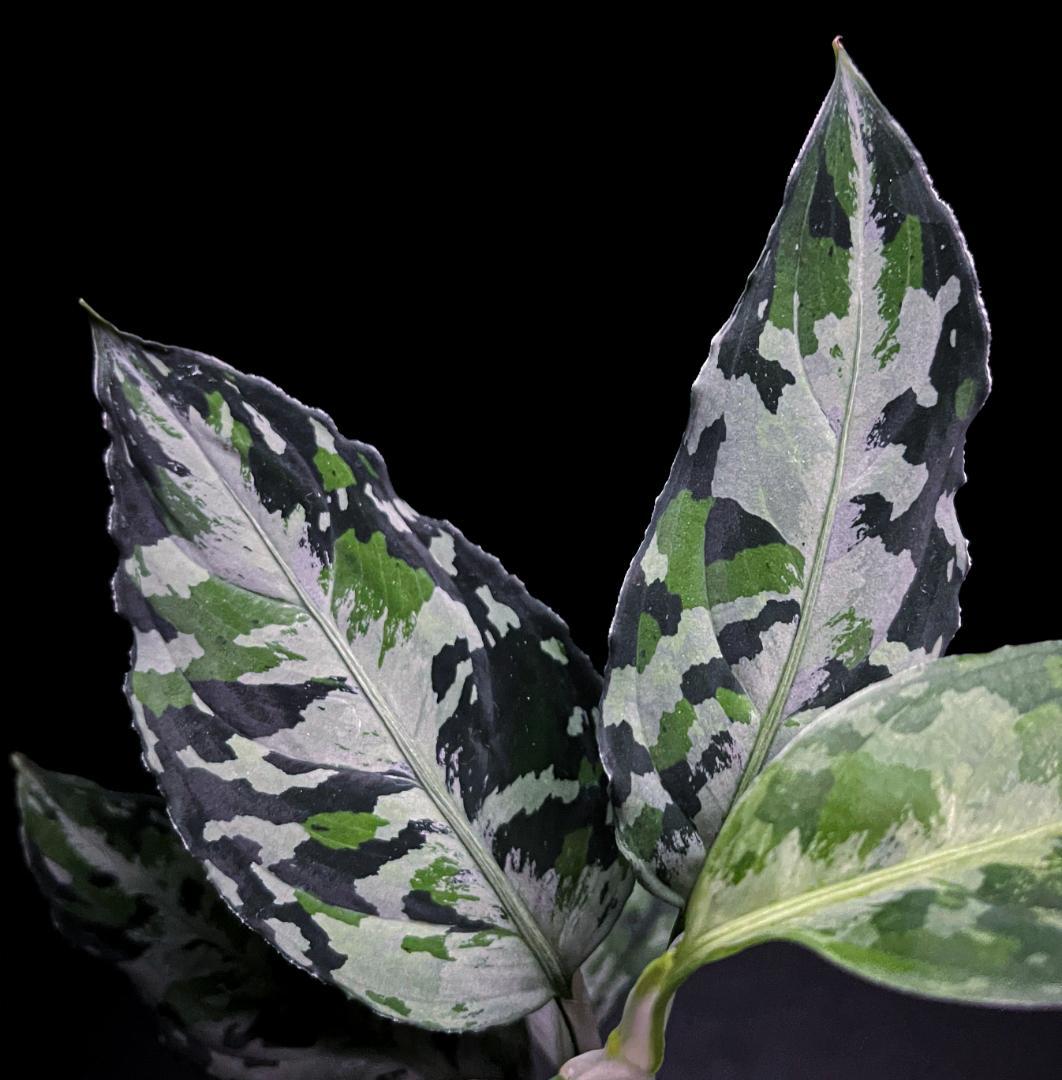 ◆RGL◆ 斑入り 中株 現地便 南スマトラ アグラオネマピクタム マルチカラー