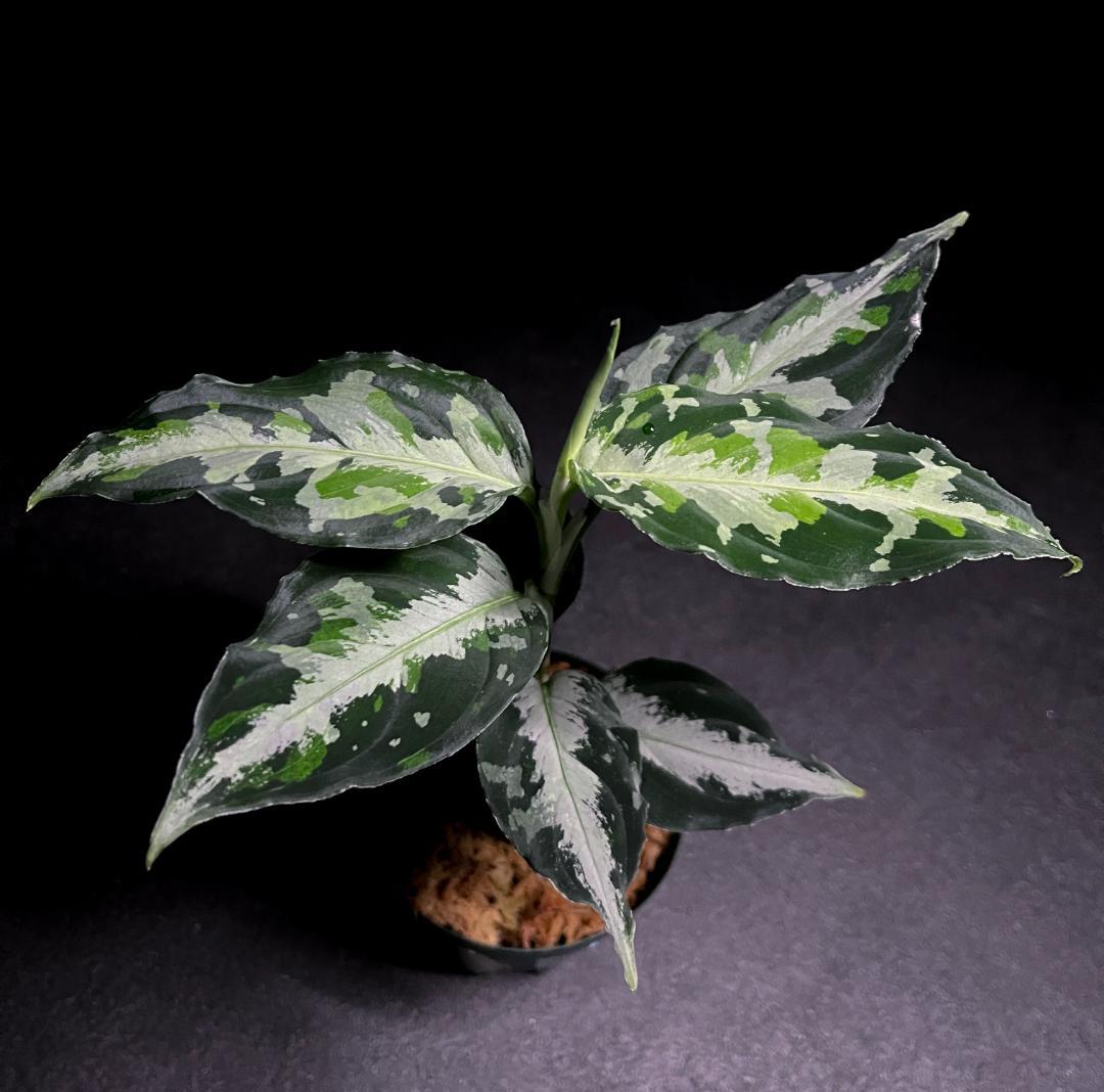 ◆RGL◆ 斑入り 中株 現地便 南スマトラ アグラオネマピクタム マルチカラー