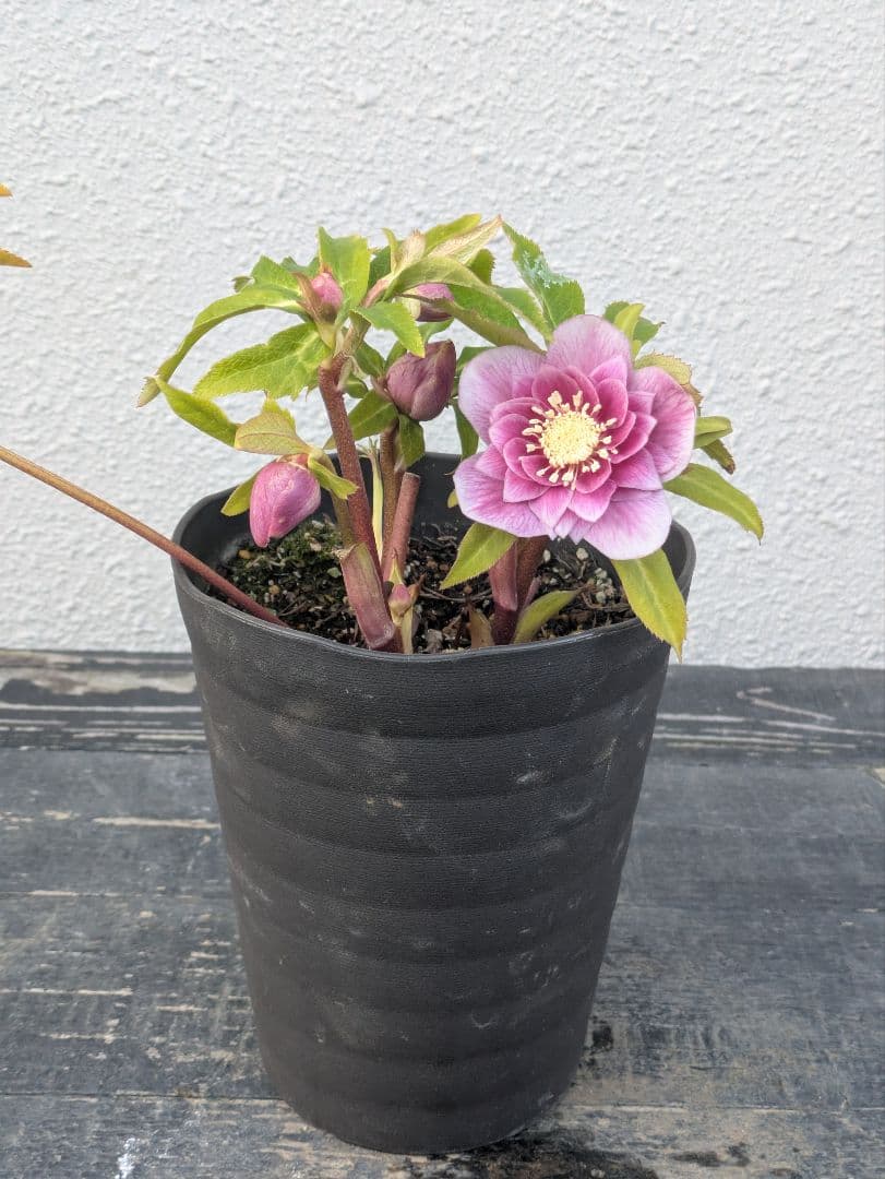 【広瀬園芸】クリスマスローズ ソレイユ系dd 蕾複数有