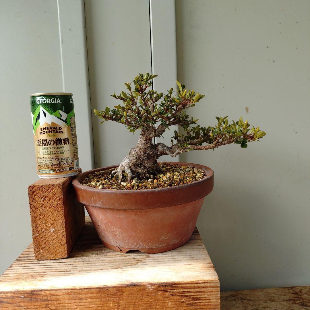 小品皐月　明美の月　短寸太幹　高13cm