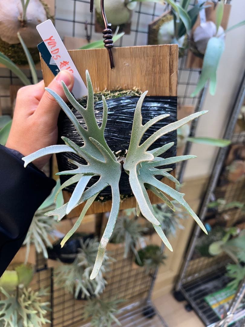 年末大特価P.willinckii Totoro spore YMDs 17