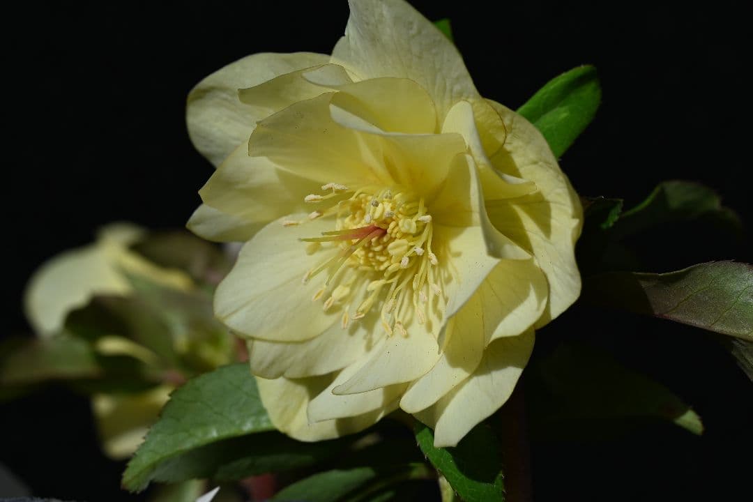 クリスマスローズ　認定かぐや姫　加藤農園