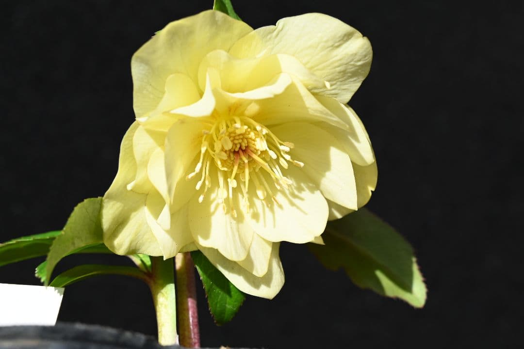 クリスマスローズ　認定かぐや姫　加藤農園