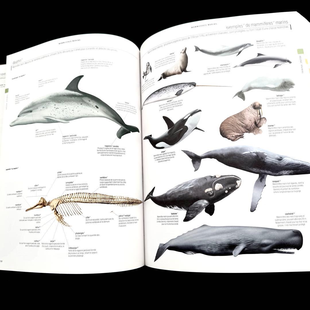 図解 フランス語辞典「Le dictionnaire visuel」 語学教材