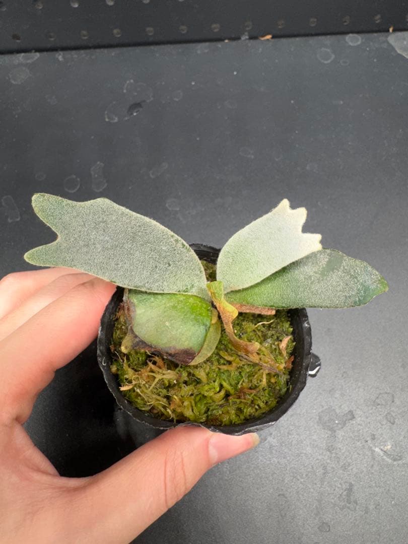 ぽ様 リクエスト 3点 まとめ商品