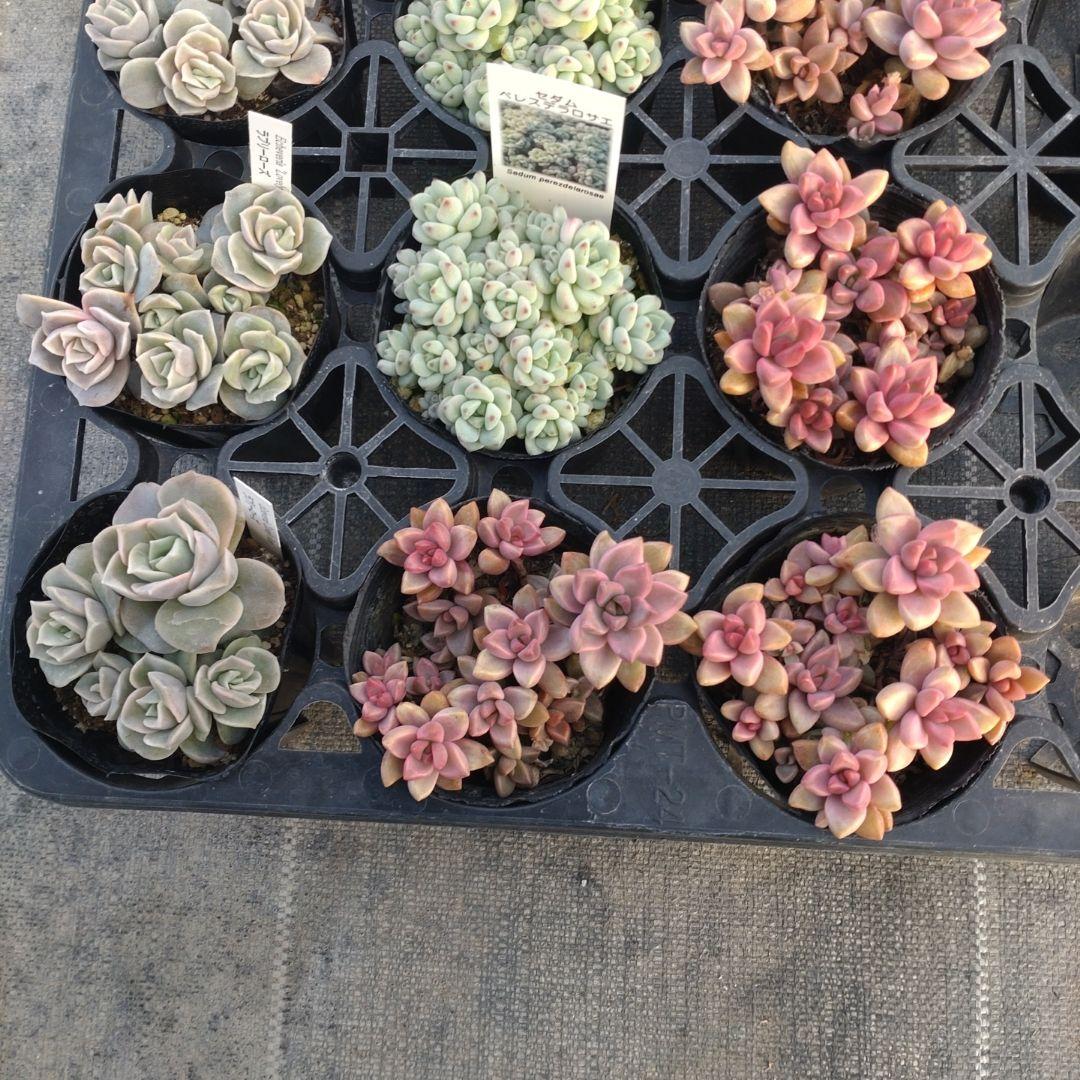 よしよしさん専用