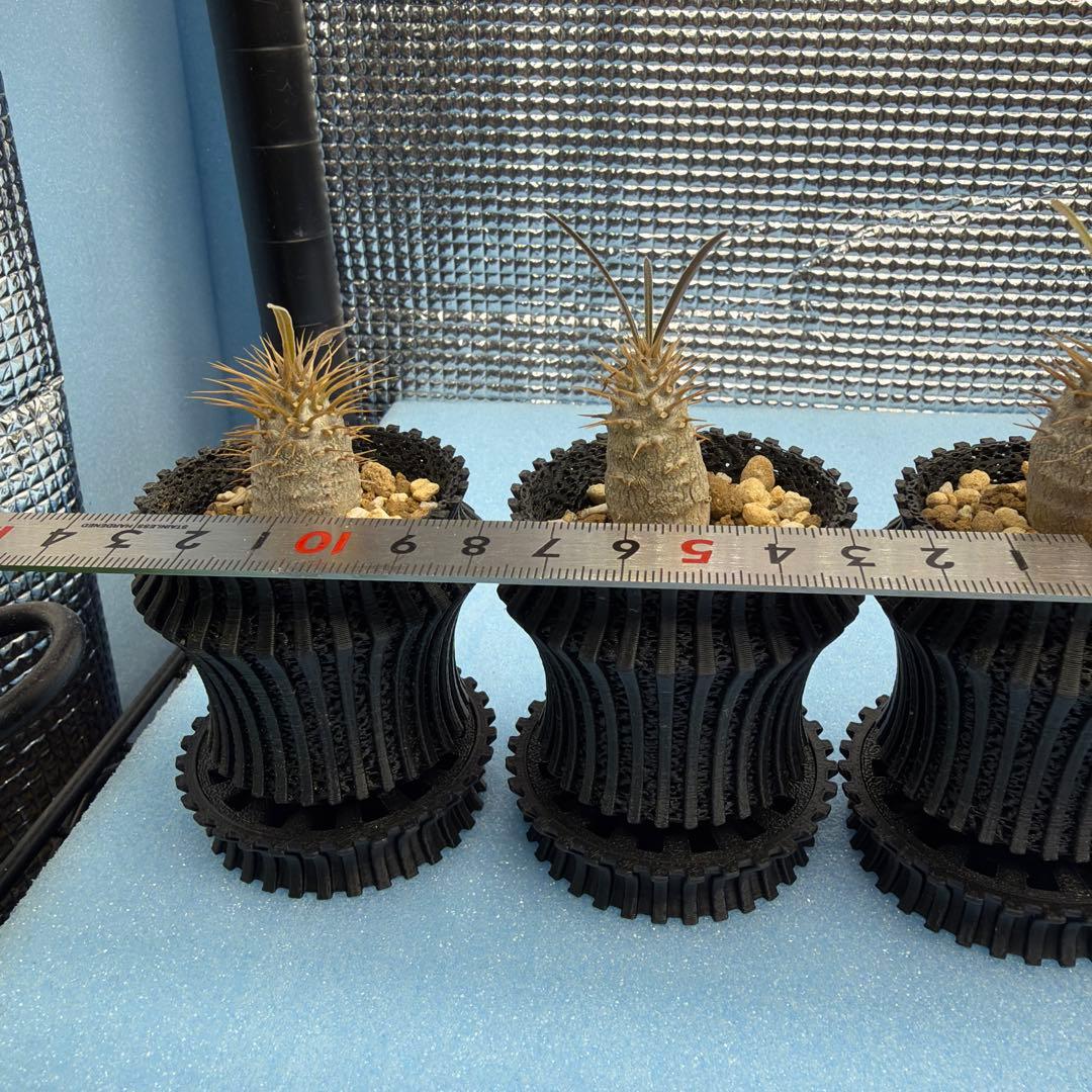 グラキリス　実生14 5株セット