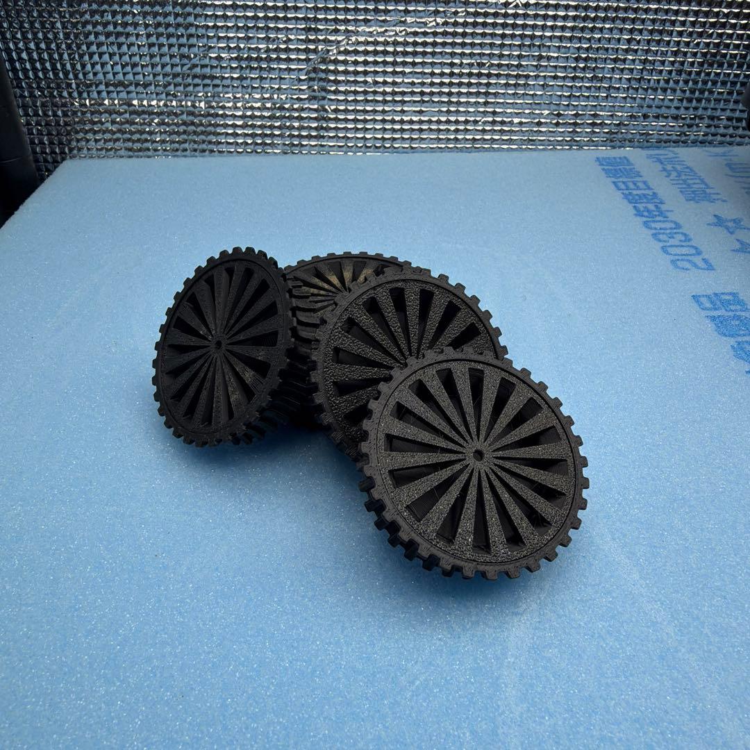 グラキリス　実生14 5株セット