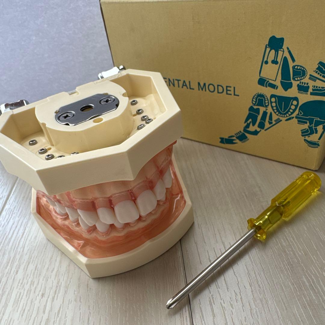 NISSIN 歯科模型　顎模型