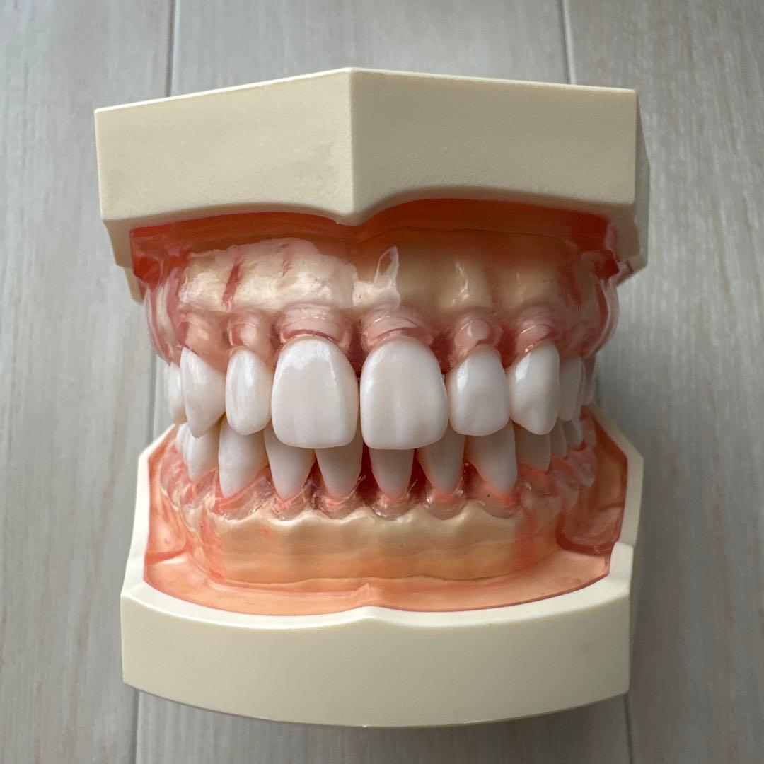 NISSIN 歯科模型　顎模型