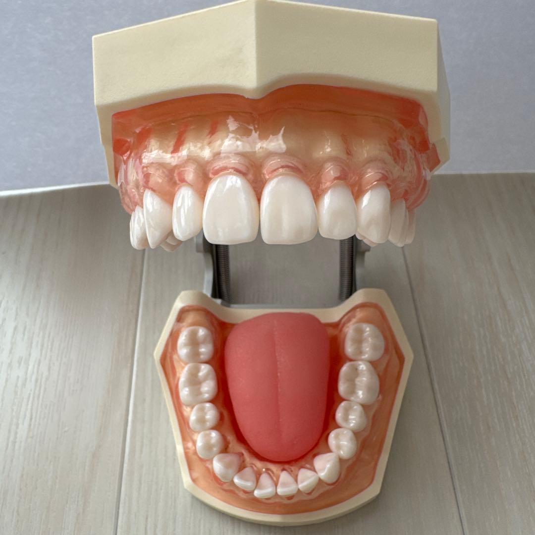 NISSIN 歯科模型　顎模型