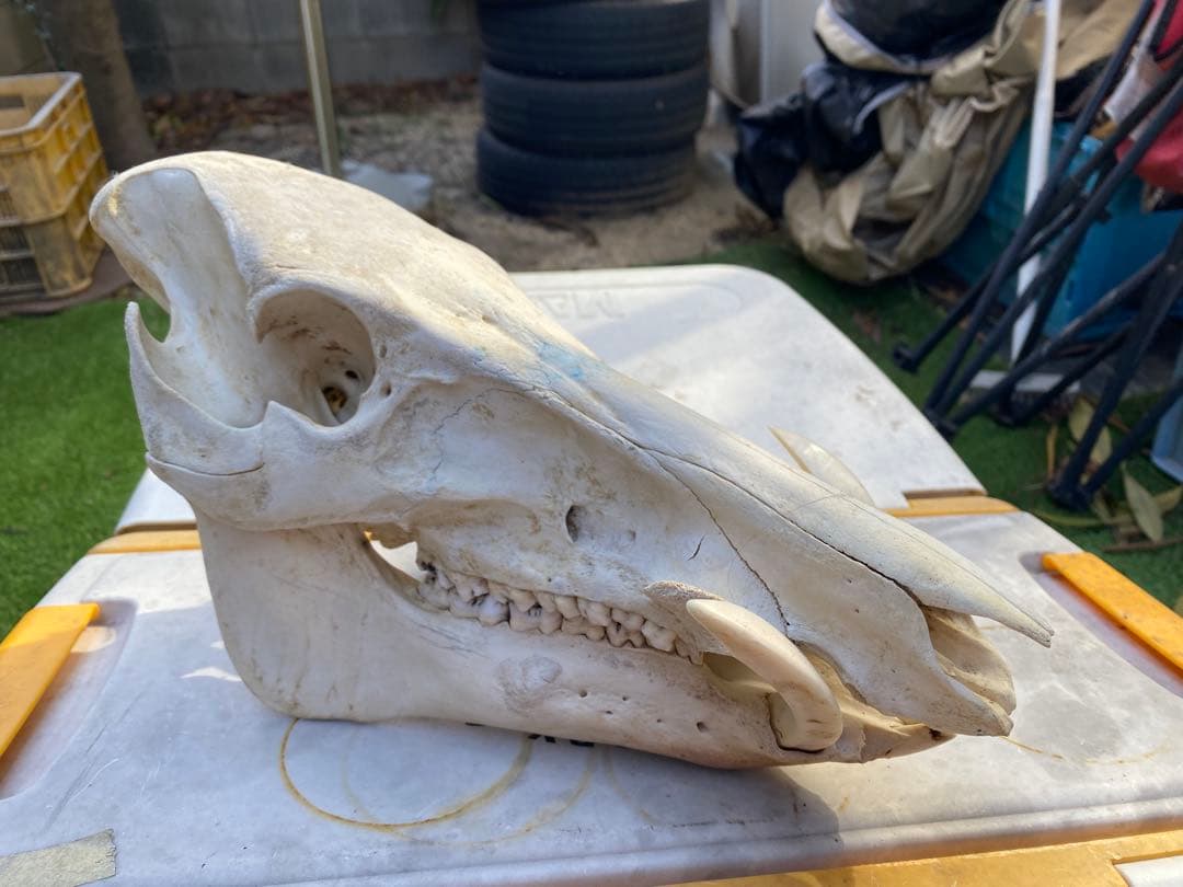 牙がデカい、猪の頭蓋骨。ハンティングトロフィー。