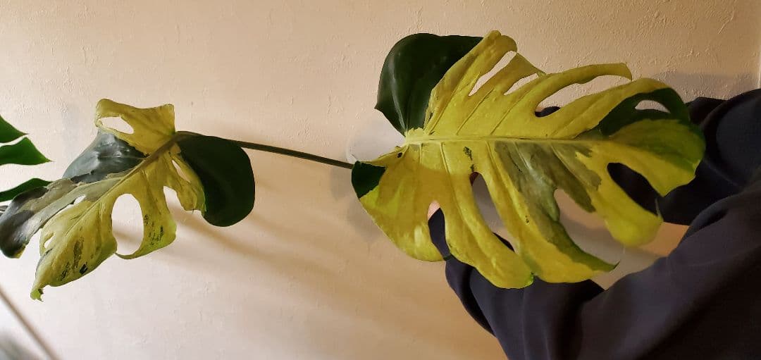 寒波sale超レアMonstera deliciosa Oceana