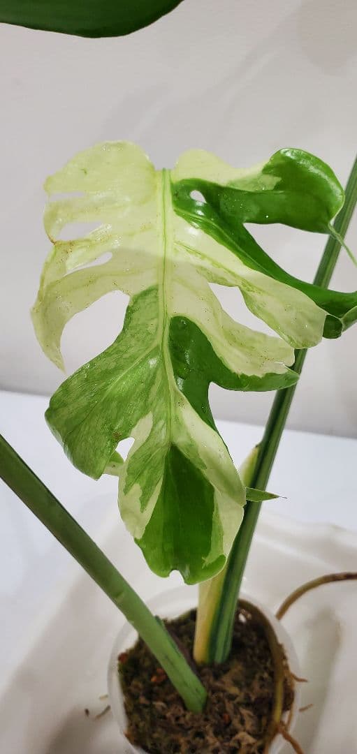 寒波sale超レアMonstera deliciosa Oceana