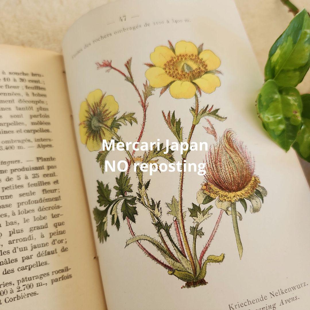植物図鑑　洋書　ボタニカルアート　フランスアンティーク　　古書　14