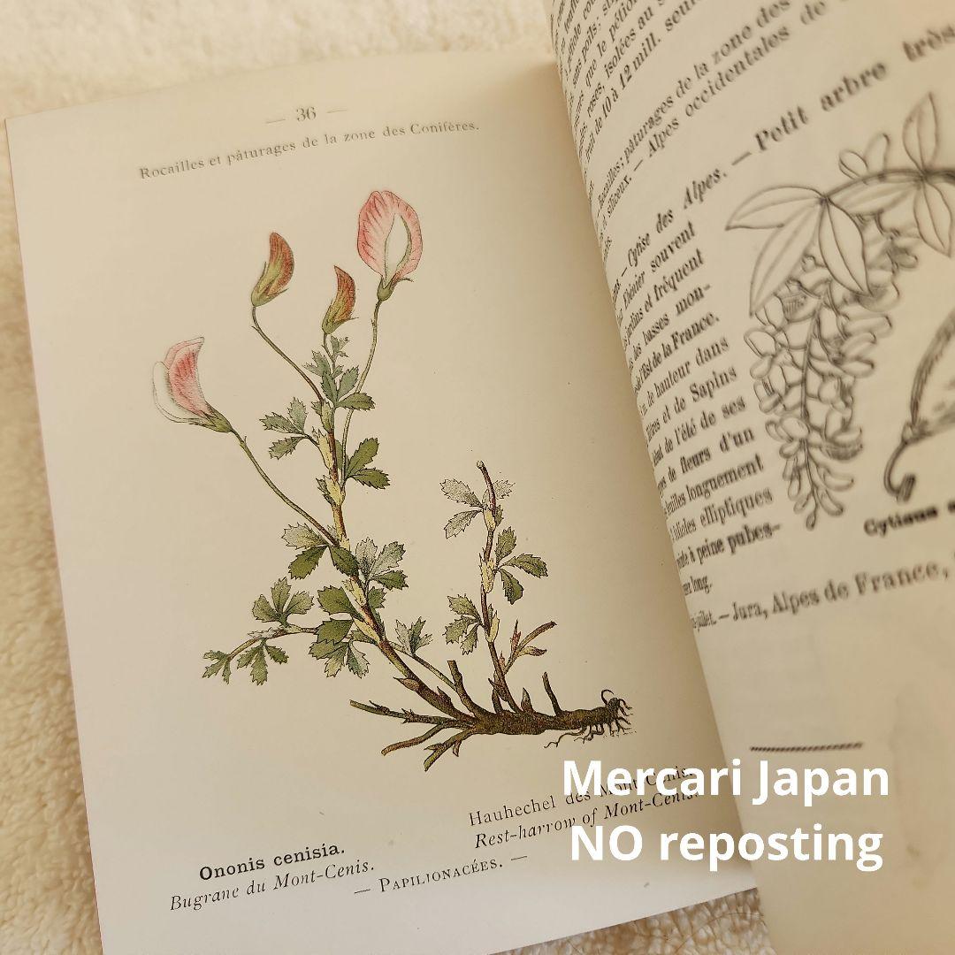 植物図鑑　洋書　ボタニカルアート　フランスアンティーク　　古書　14
