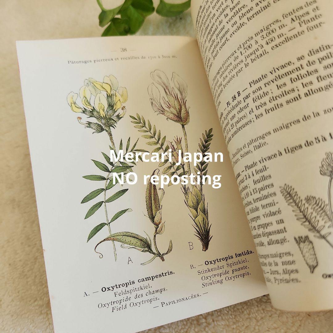 植物図鑑　洋書　ボタニカルアート　フランスアンティーク　　古書　14