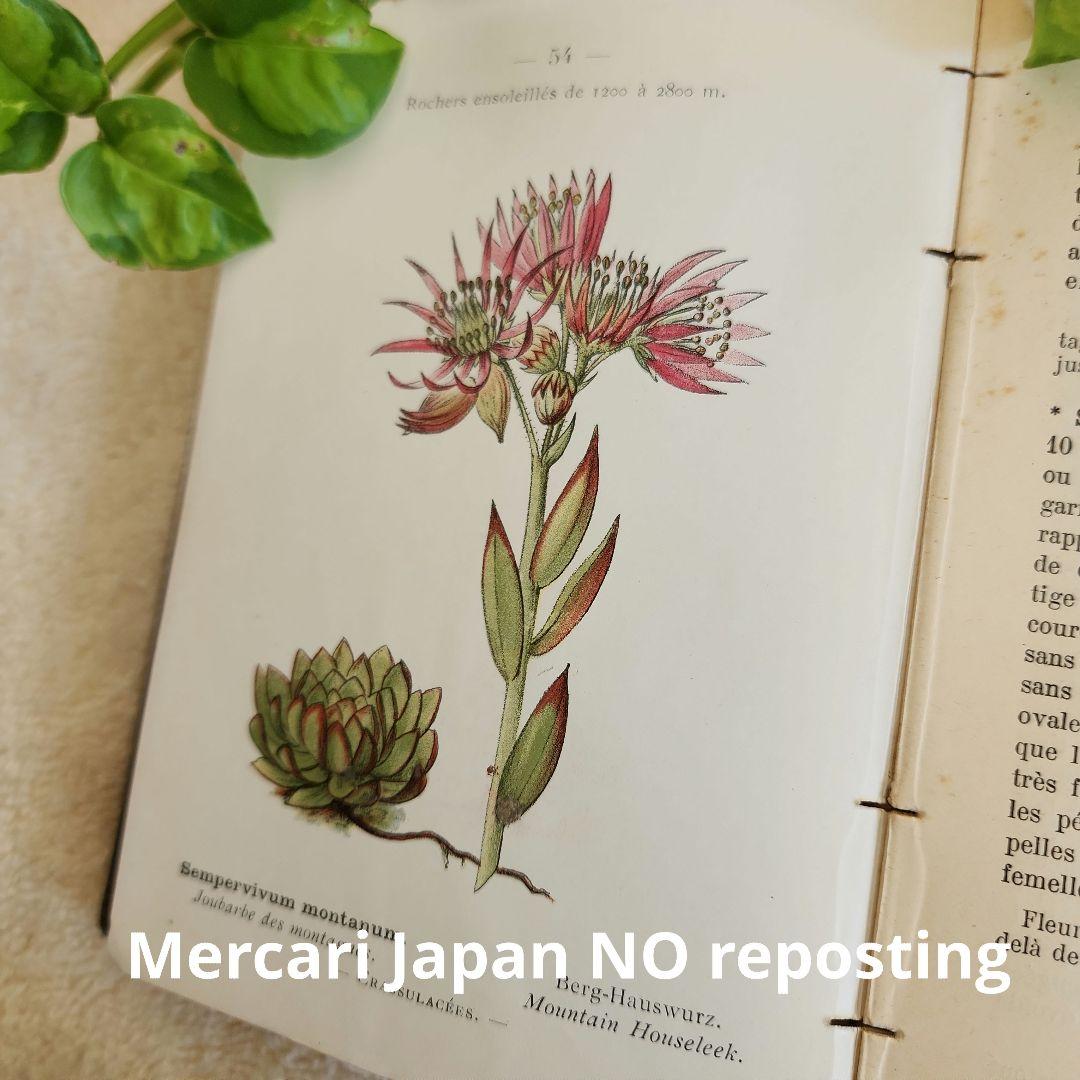 植物図鑑　洋書　ボタニカルアート　フランスアンティーク　　古書　14