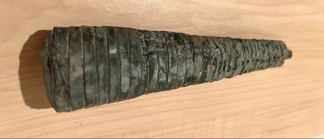 直角貝　化石　希少品