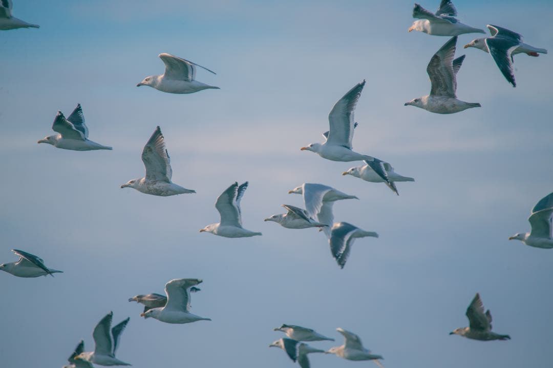 外観極上 150-600mm F5-6.3 Contemporary キヤノン用